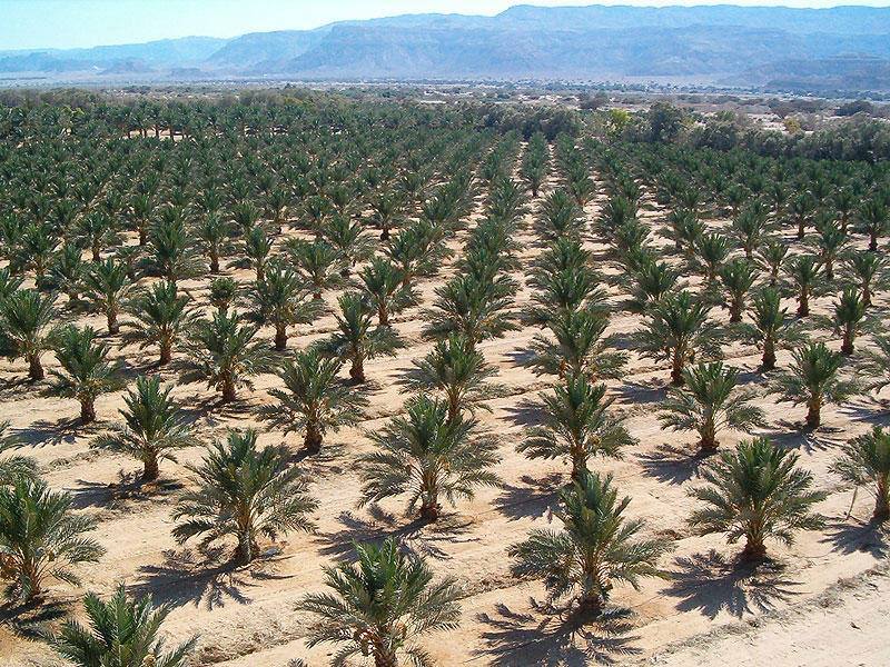 The Palm Oasis تتعاقد على توريد خراطيم ري النخيل لبدء المرحلة الأولى من الزراعة
