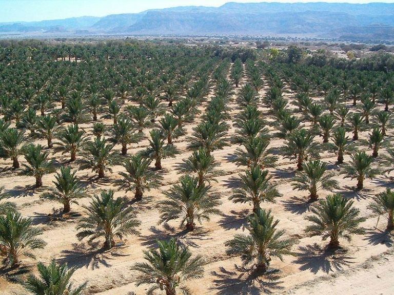 The Palm Oasis تتعاقد على توريد خراطيم ري النخيل لبدء المرحلة الأولى من الزراعة