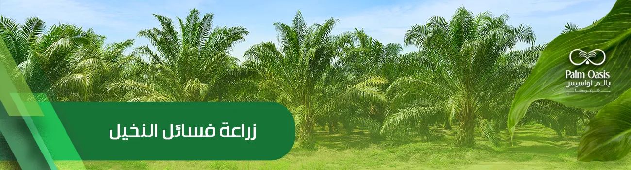 زراعة فسائل النخيل