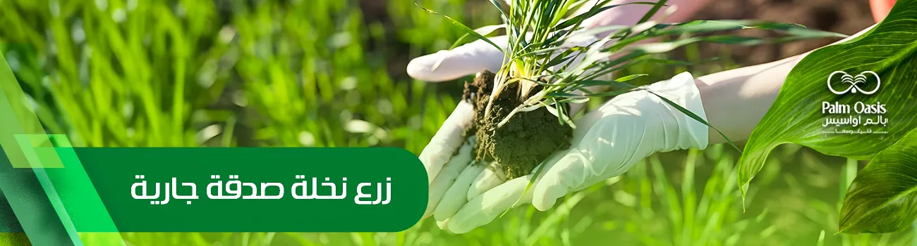 زرع نخلة صدقة جارية 