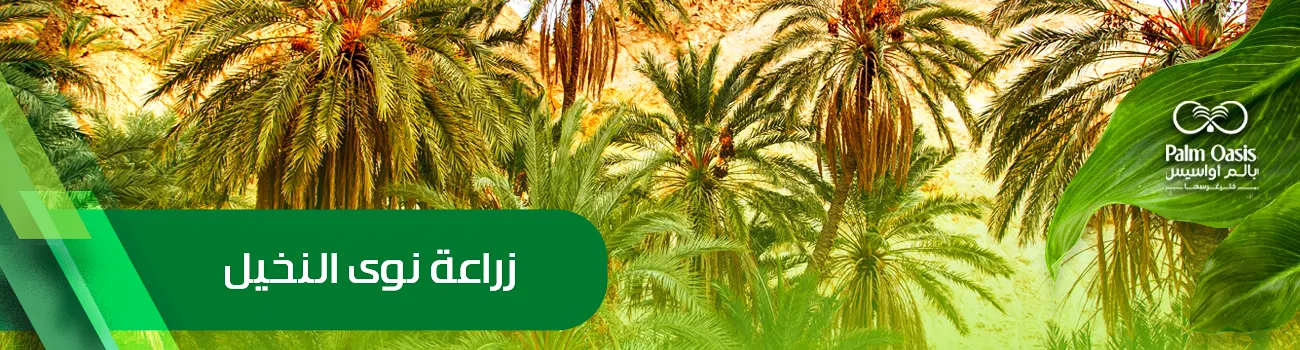 زراعة نوى النخيل