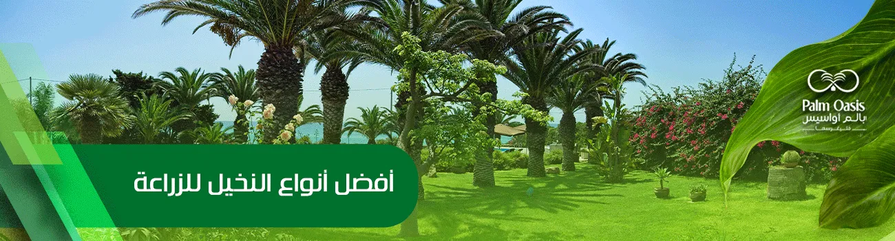 أفضل أنواع النخيل للزراعة